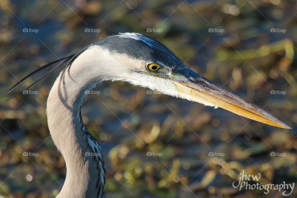 Great Blue Heron