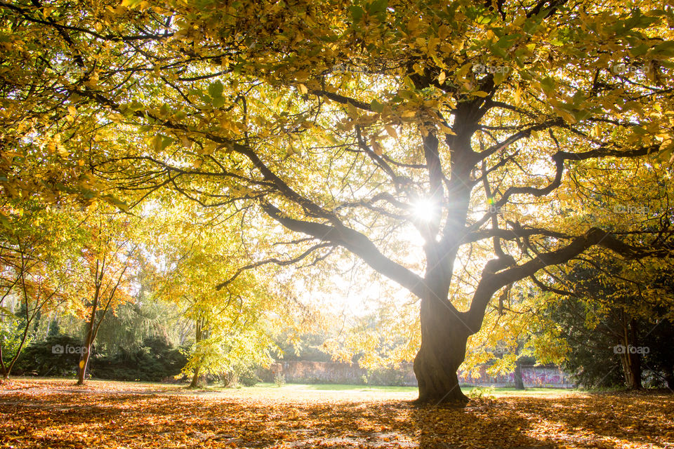 Fall, Tree, Leaf, Wood, Park