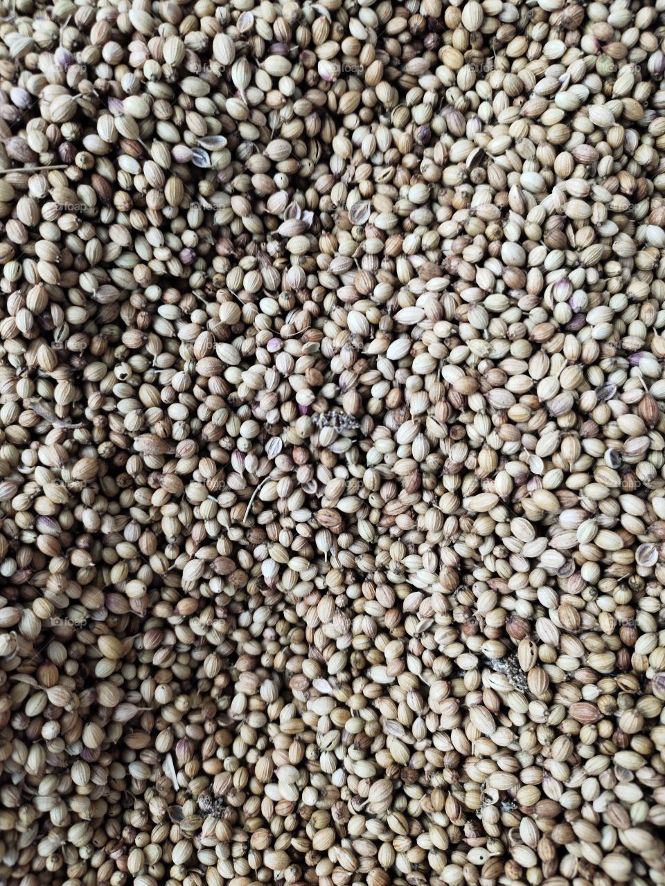 📷📷📷👁️👁️
Coriander Seeds
Grown in Indian Farms
Spices