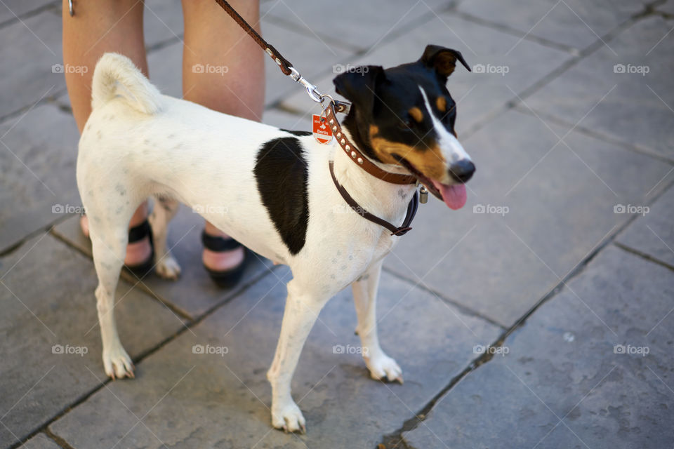 Jack Russell
