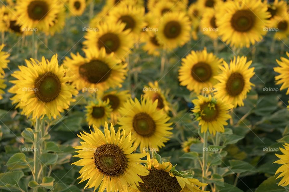 Beautiful sunflower field