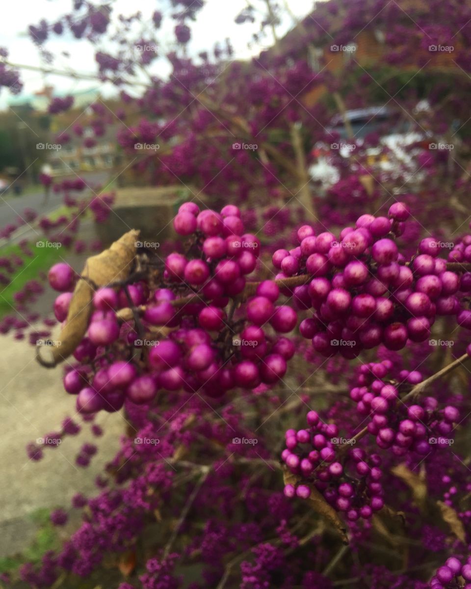 Cherries 