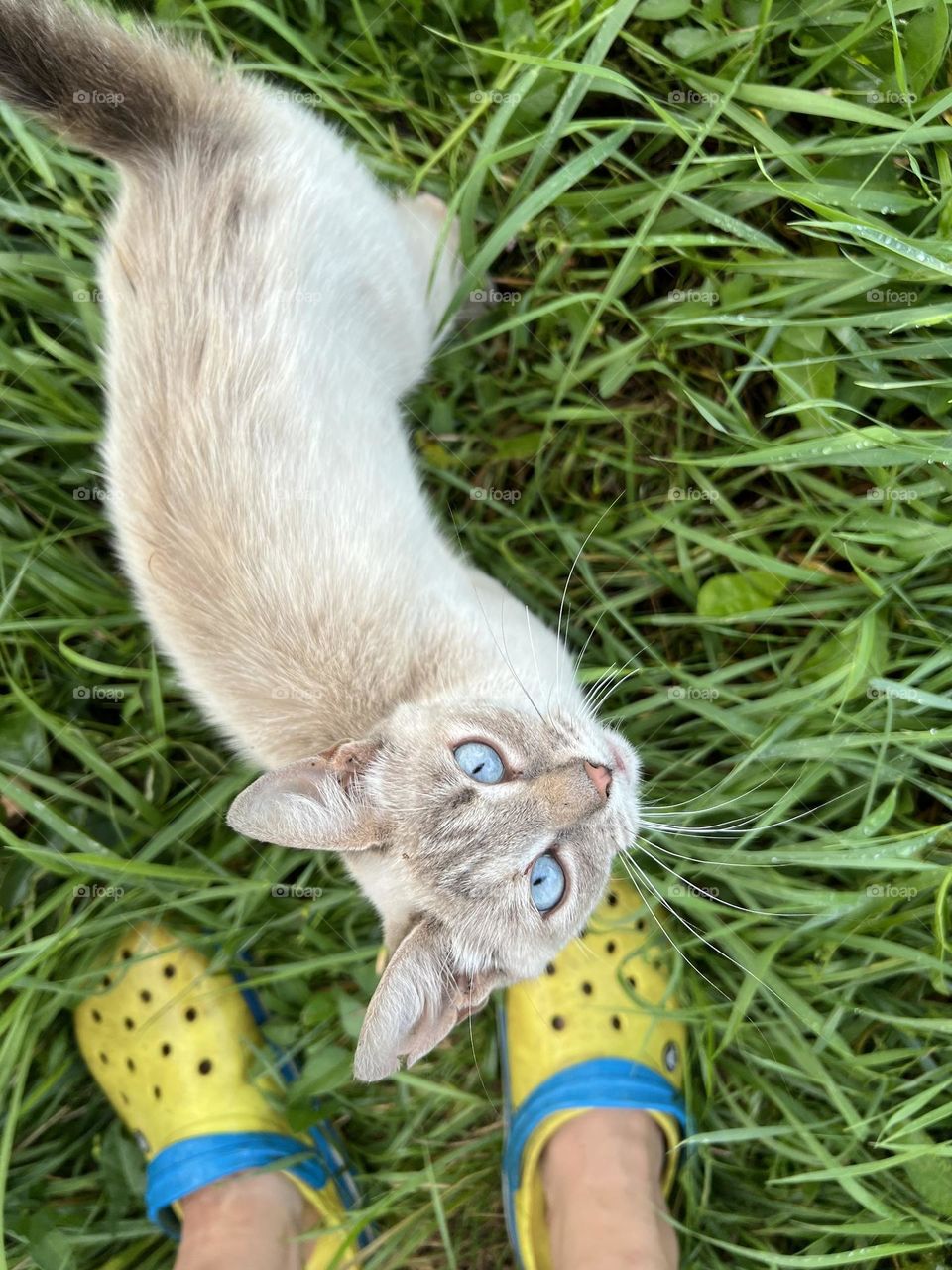 The most beautiful and cute creature is cat, with its wide bright eyes, fluffy fur and soft paws