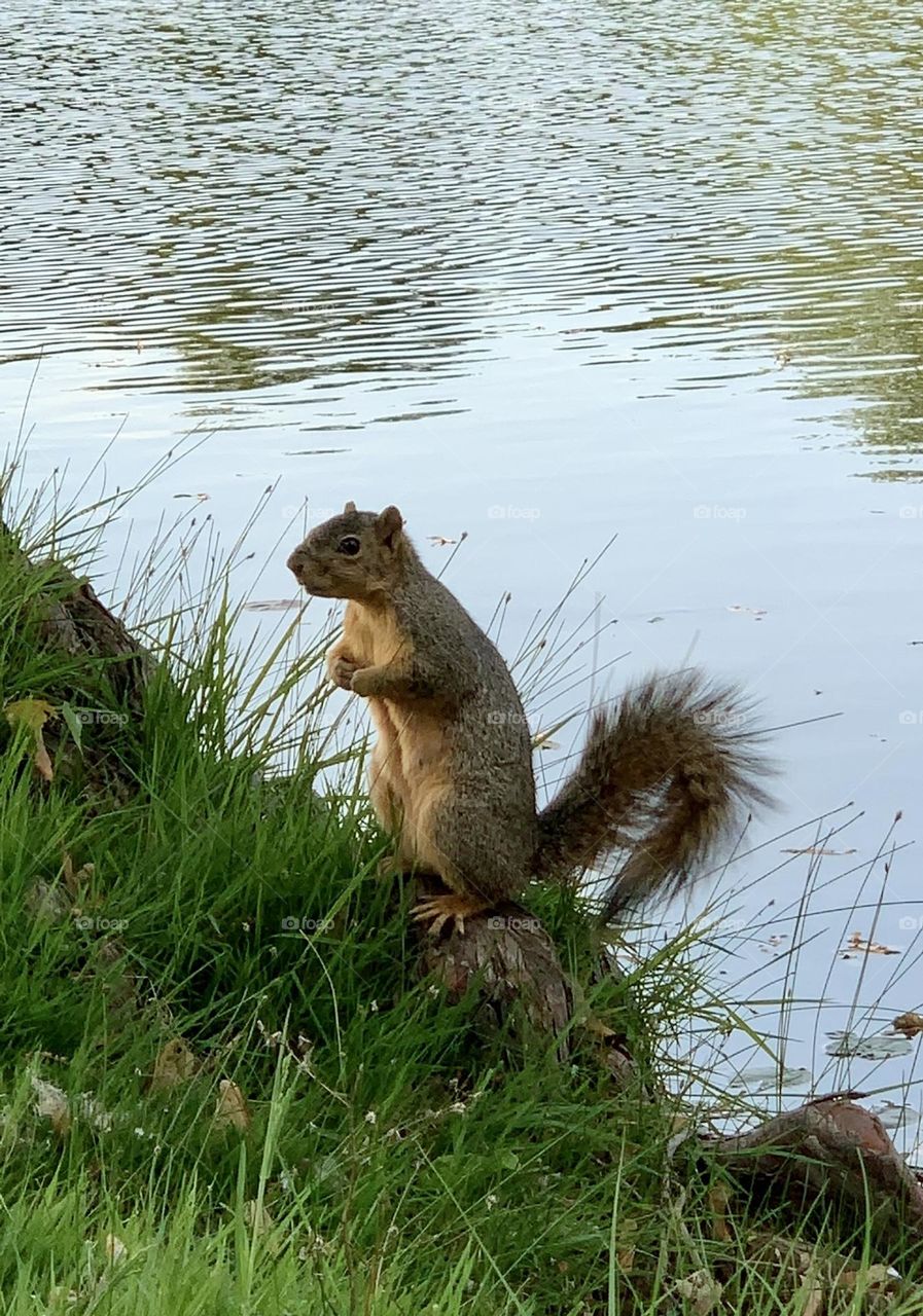 Squirrel Posing for Photo 🤣