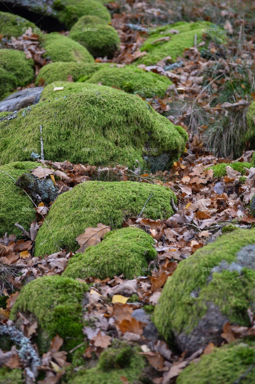 Moss