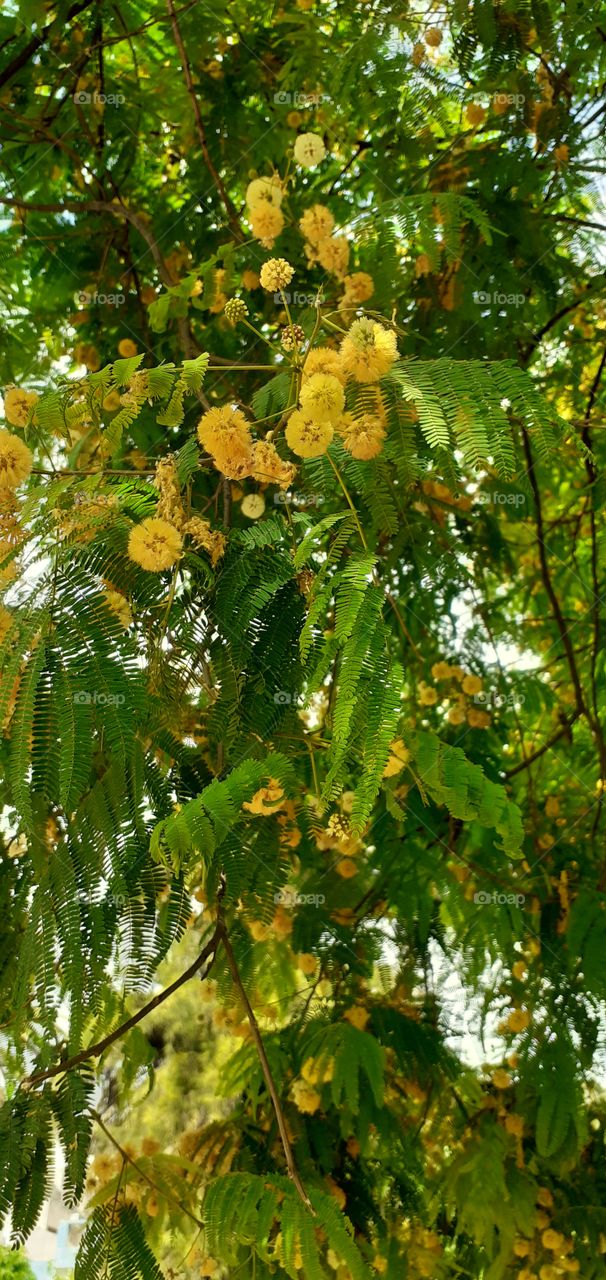 árbol hermoso florecido