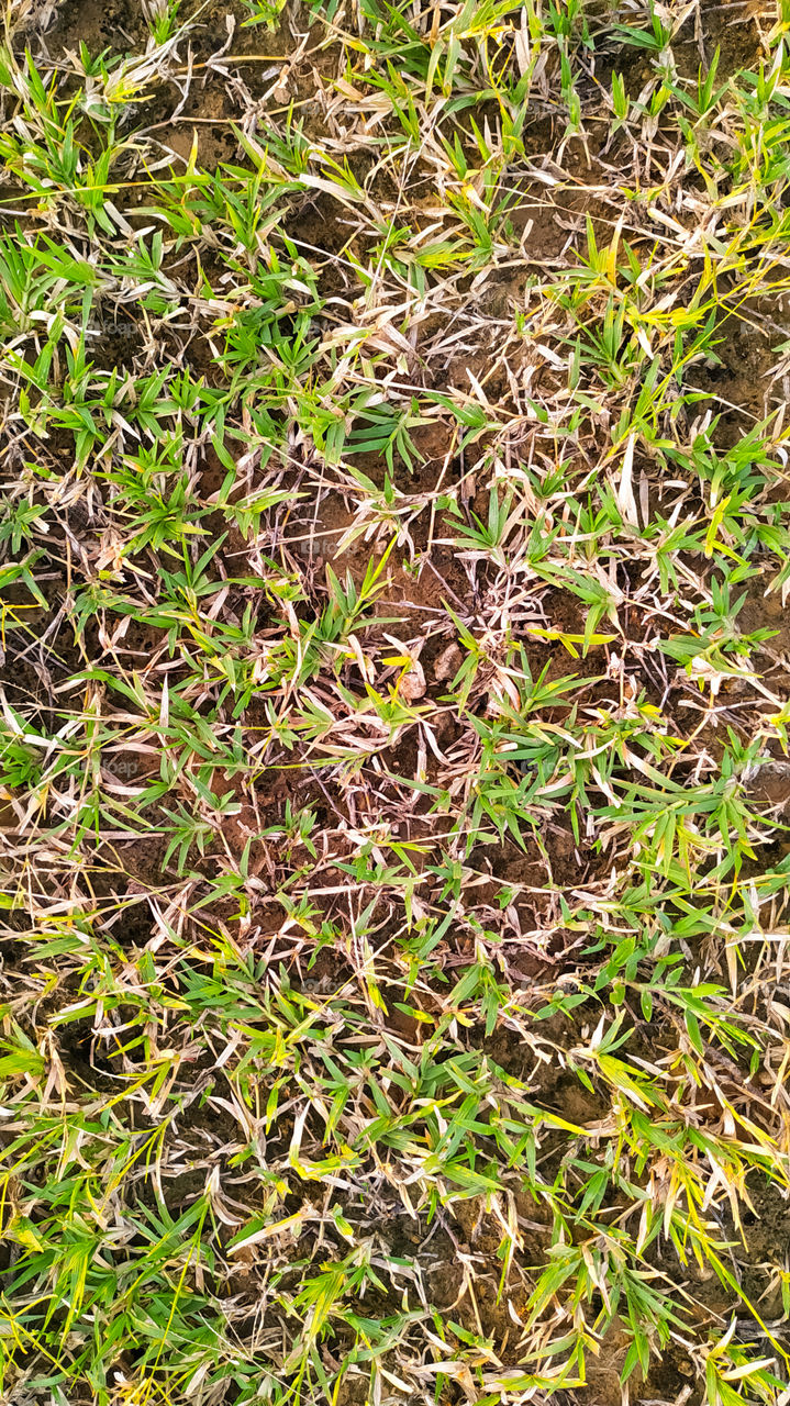 A vertical shot of the fresh green grass. Top view