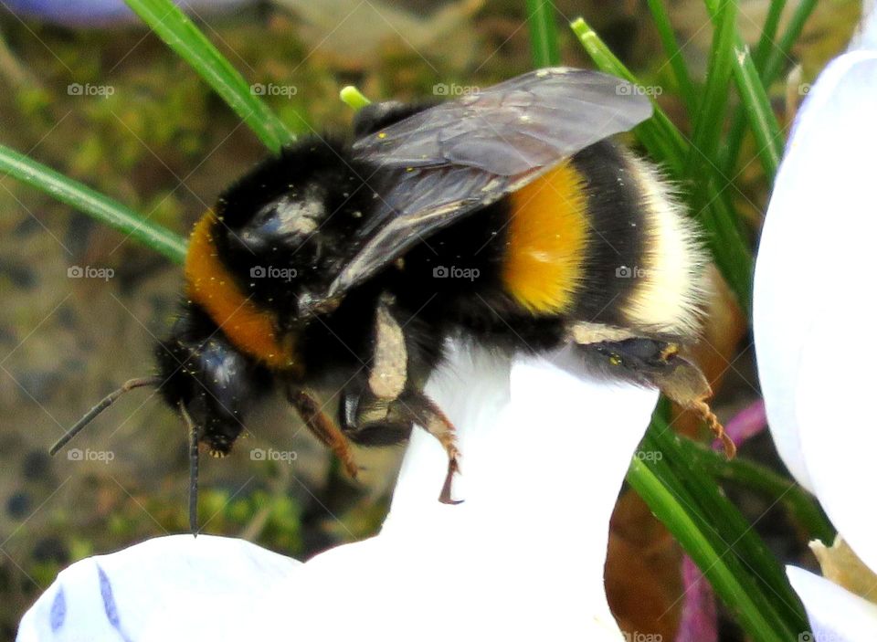 bumblebee pollinating