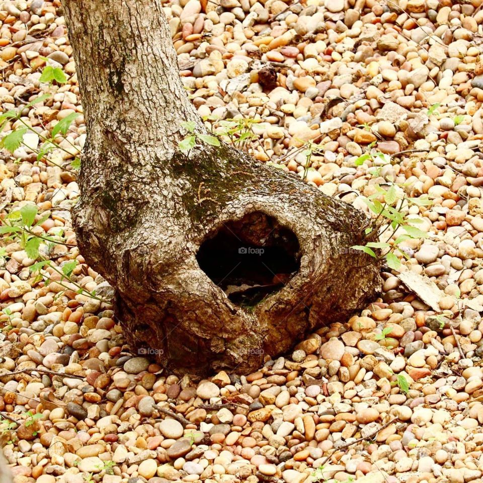 tree with a hole in the bottom