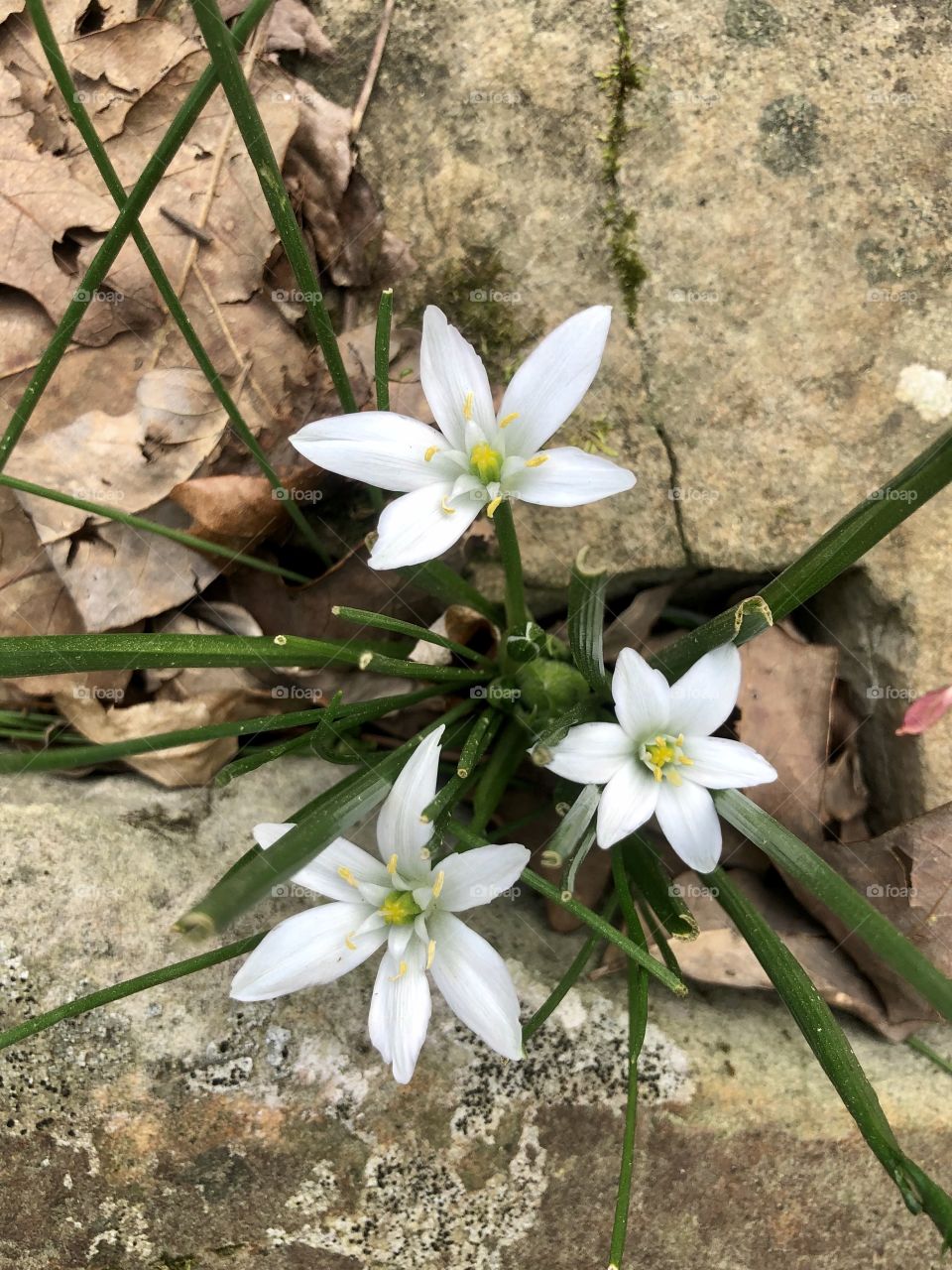 Overhead closeup of spring bulbs blooming in rock garden 