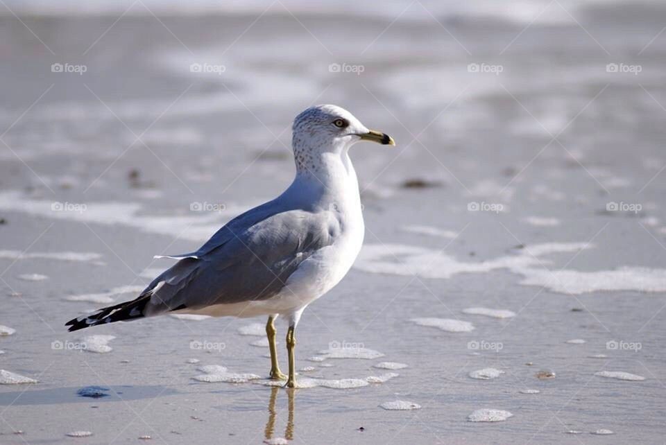 Seagulls