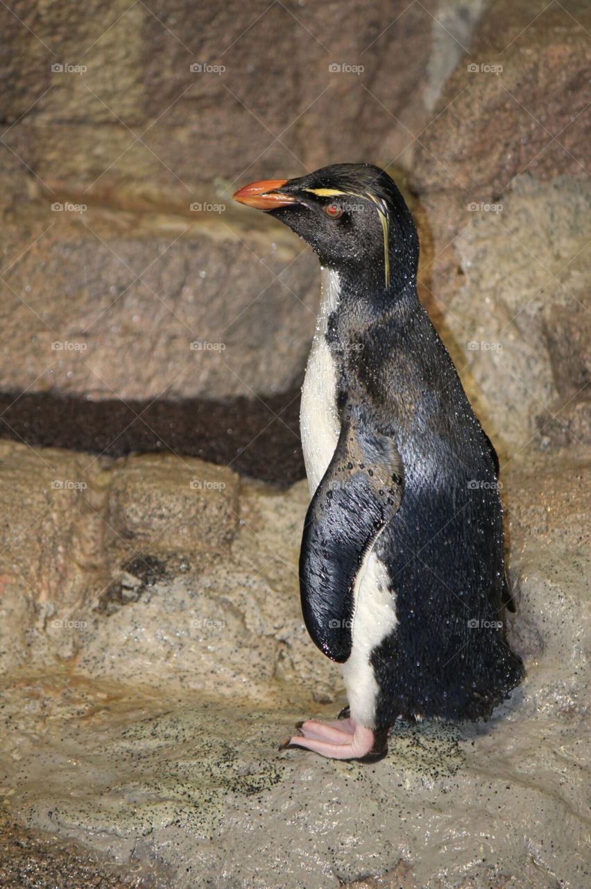 Penguin. Boston aquarium