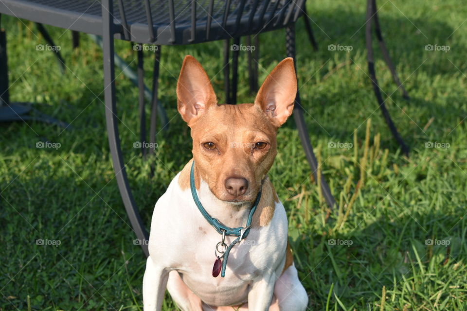 A pretty orange and white rat terrier’s attention is fully on the photographer. She sits still, ears forward in anticipation. She is wearing a teal collar with tags and surround by lush lawn in front of some wrought iron chairs. 