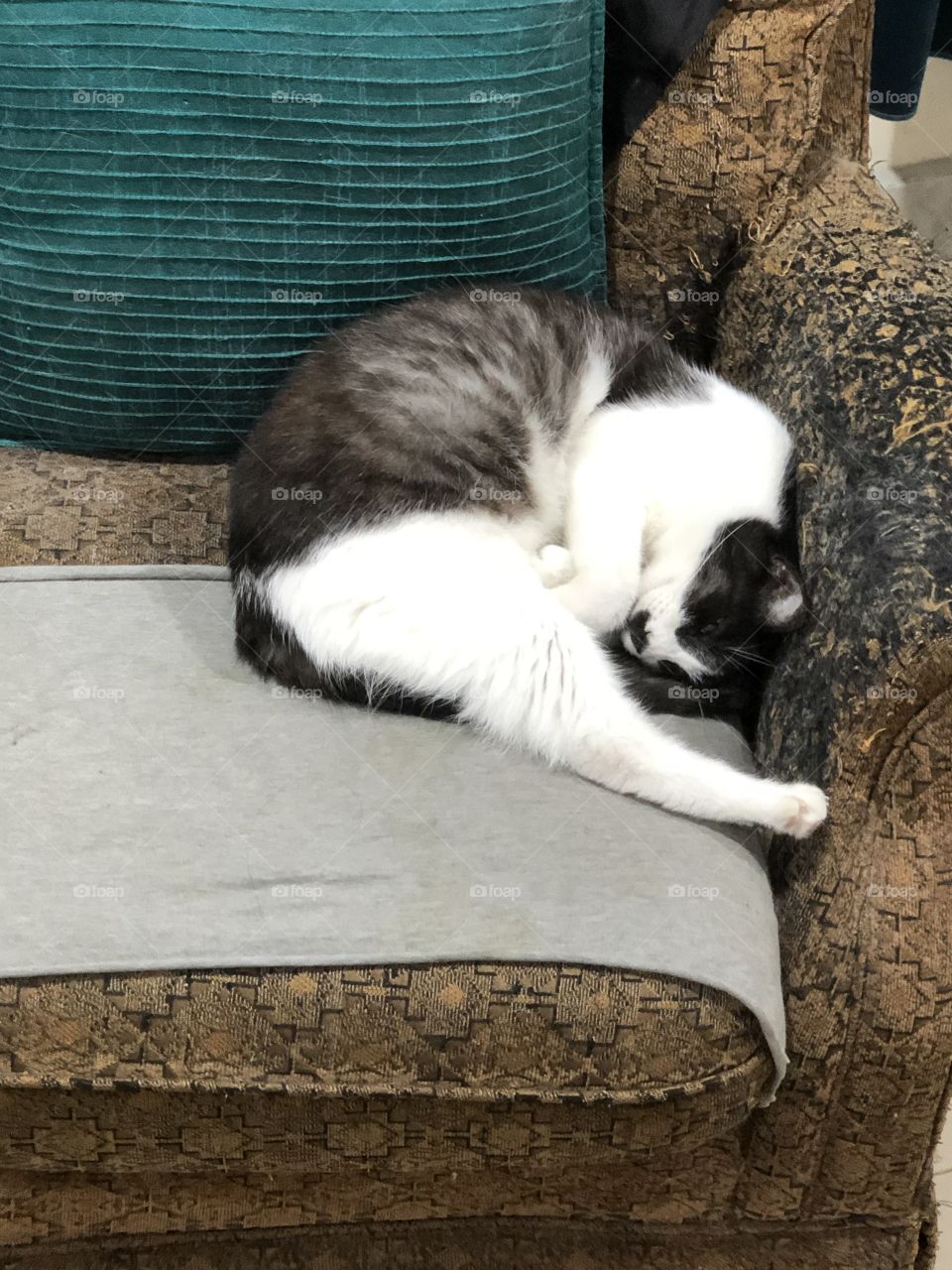 My crazy cat sleeping 