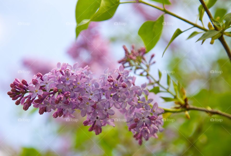 Lilac flower