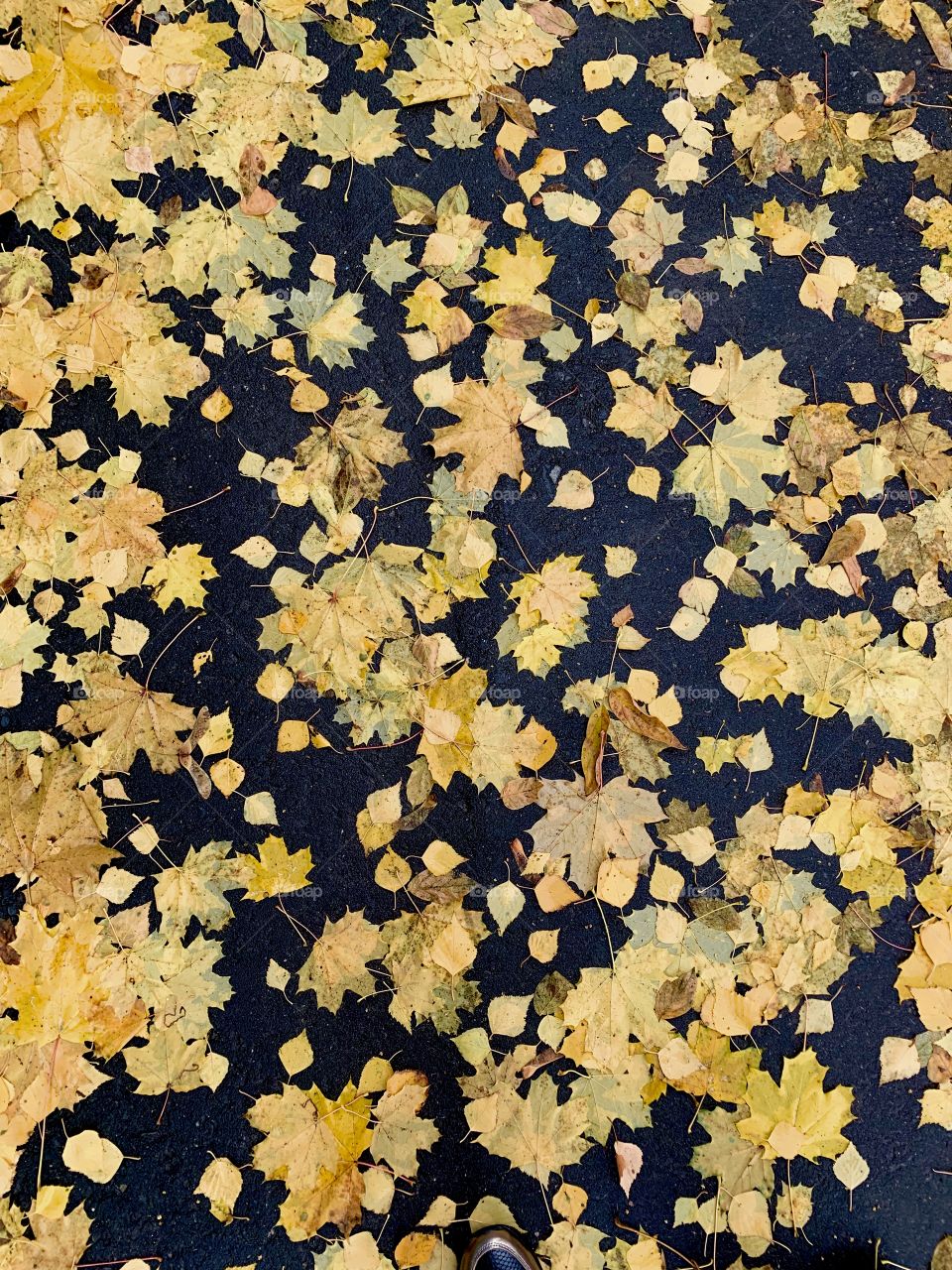 Autumn road. Golden fallen leaves on black wet asphalt