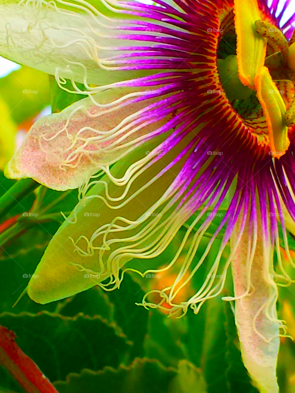 "Gorgeous Passion Flower"