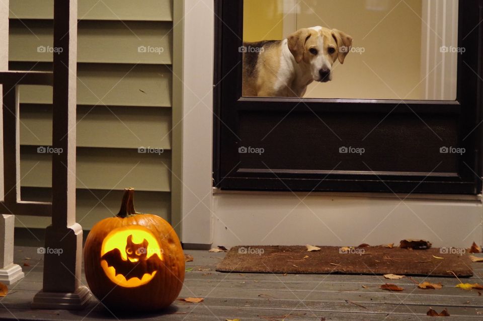 Dog Watching Trick or Treaters 