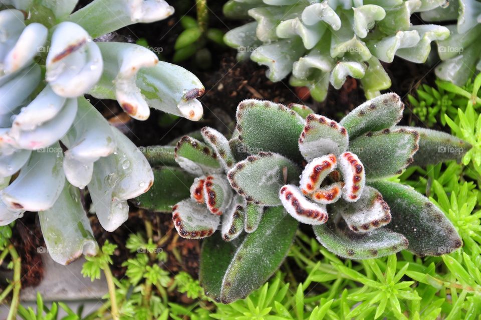 Nature, Flora, Leaf, Closeup, Growth