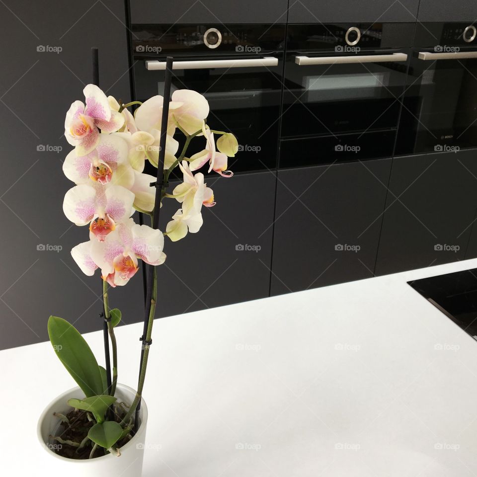 Pretty Phalaenopsis Orchid standing proud in my kitchen .. love them 🌺