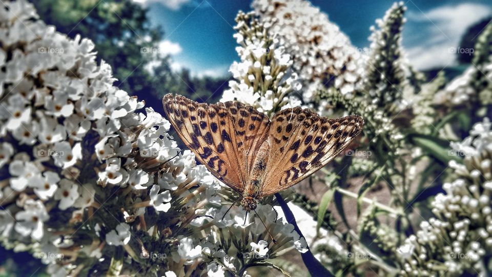 butterfly on flower