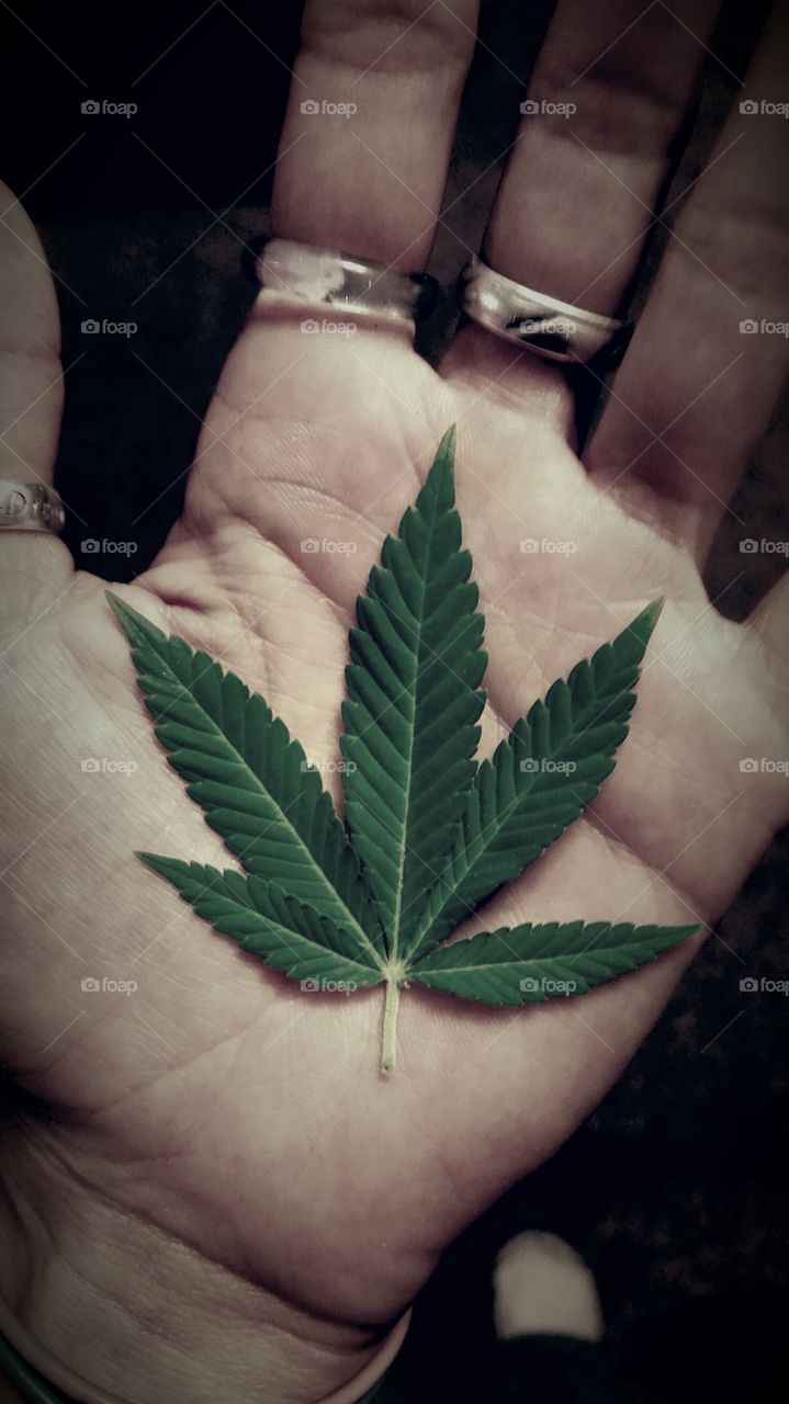 Marijuana Leaves. beautiful Marijuana leaves from a home grown colorado pot plant.