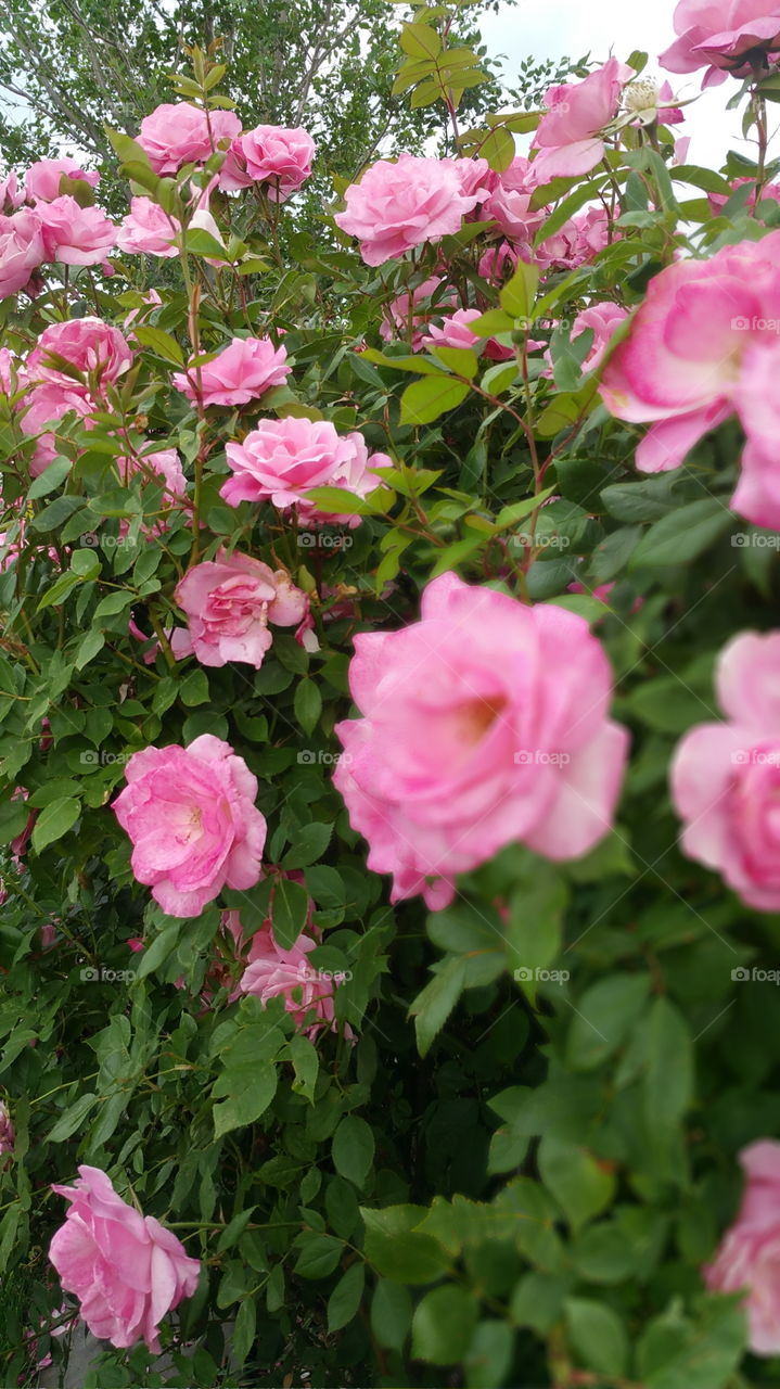 Pink Roses in My Yard...Near and Far