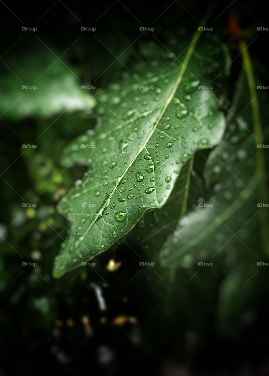 Leaf in Rain 