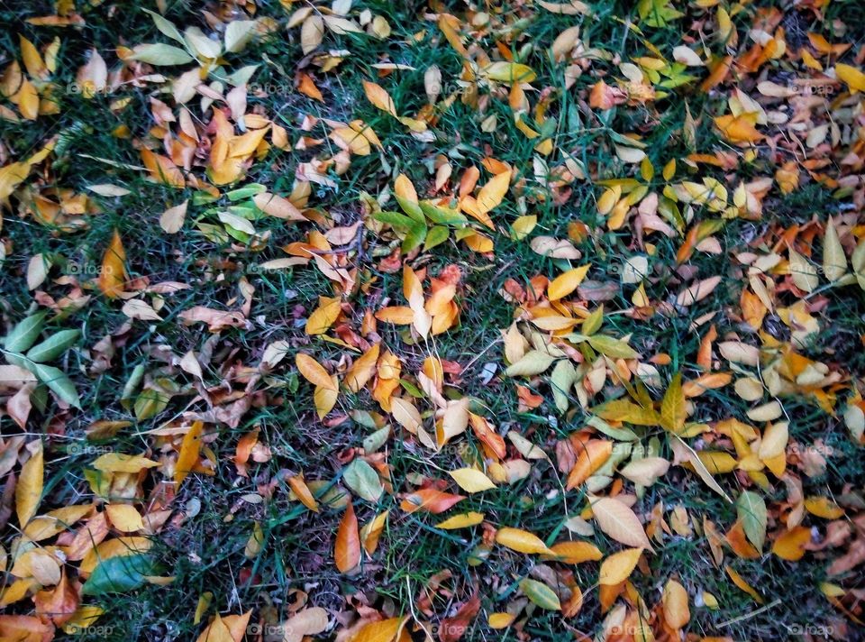 leaves background ли