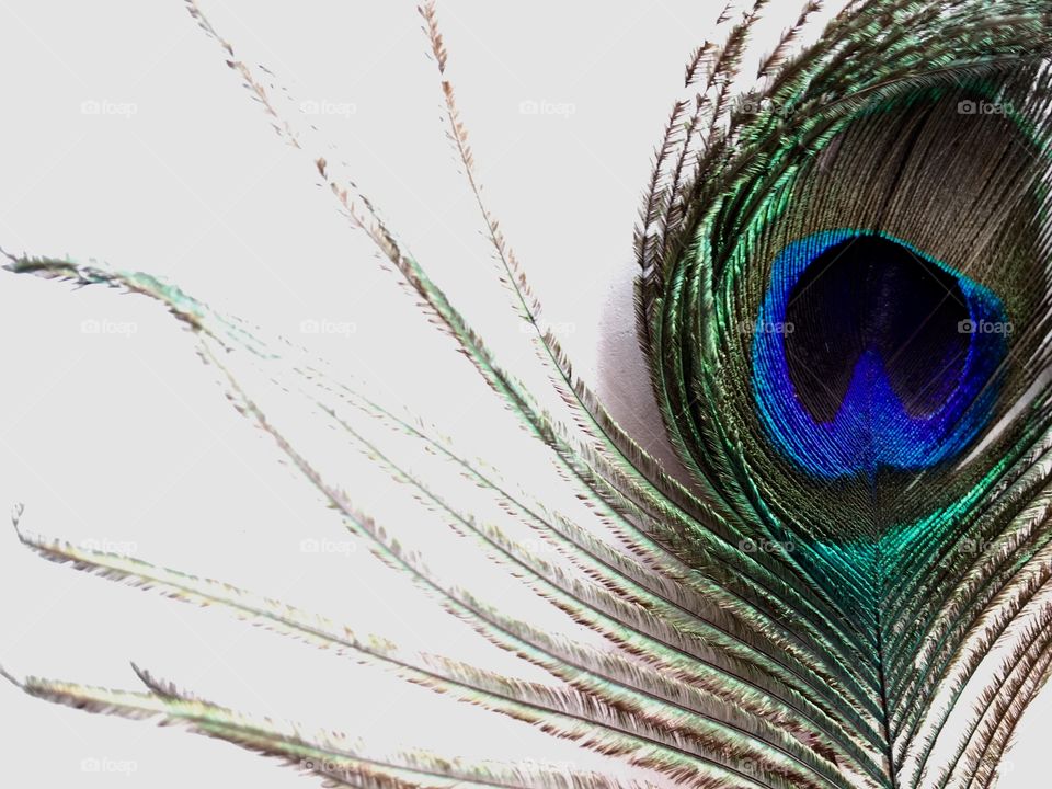 Peacock feather 