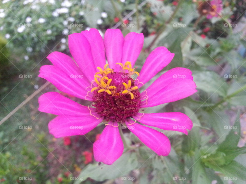 Pink color flower