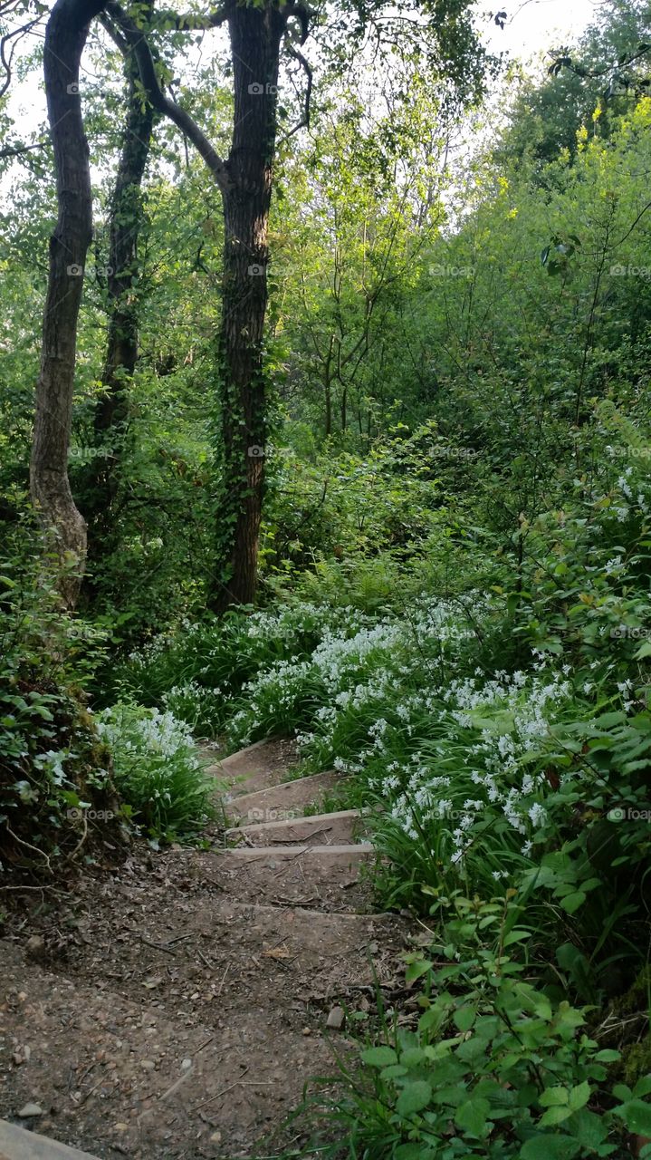 Landscape, No Person, Wood, Nature, Leaf