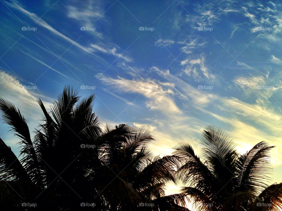 Silhouetted palm trees at sunrise