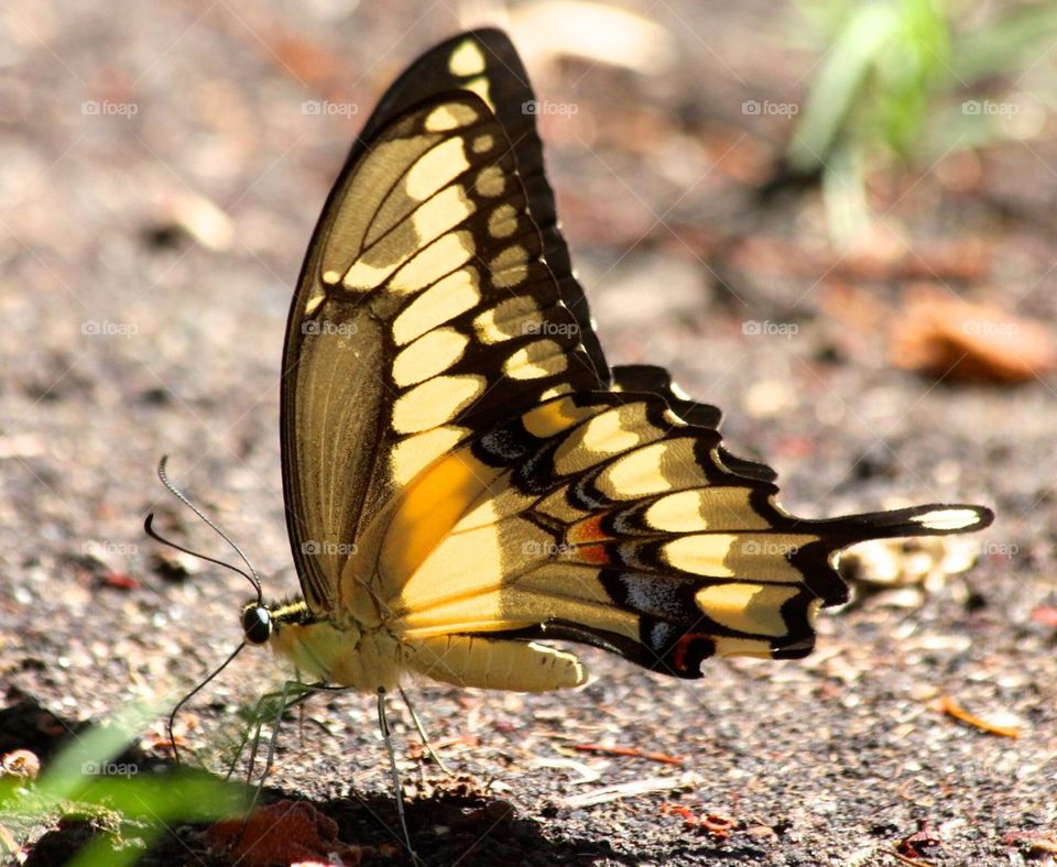 Swallowtail