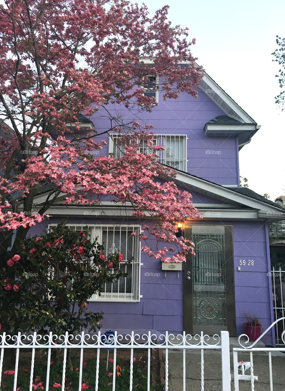Purple house with pink blooming tree 