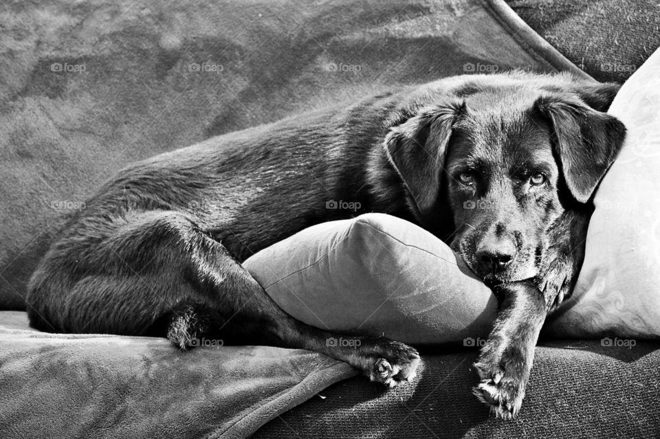 Black And White Labrador 