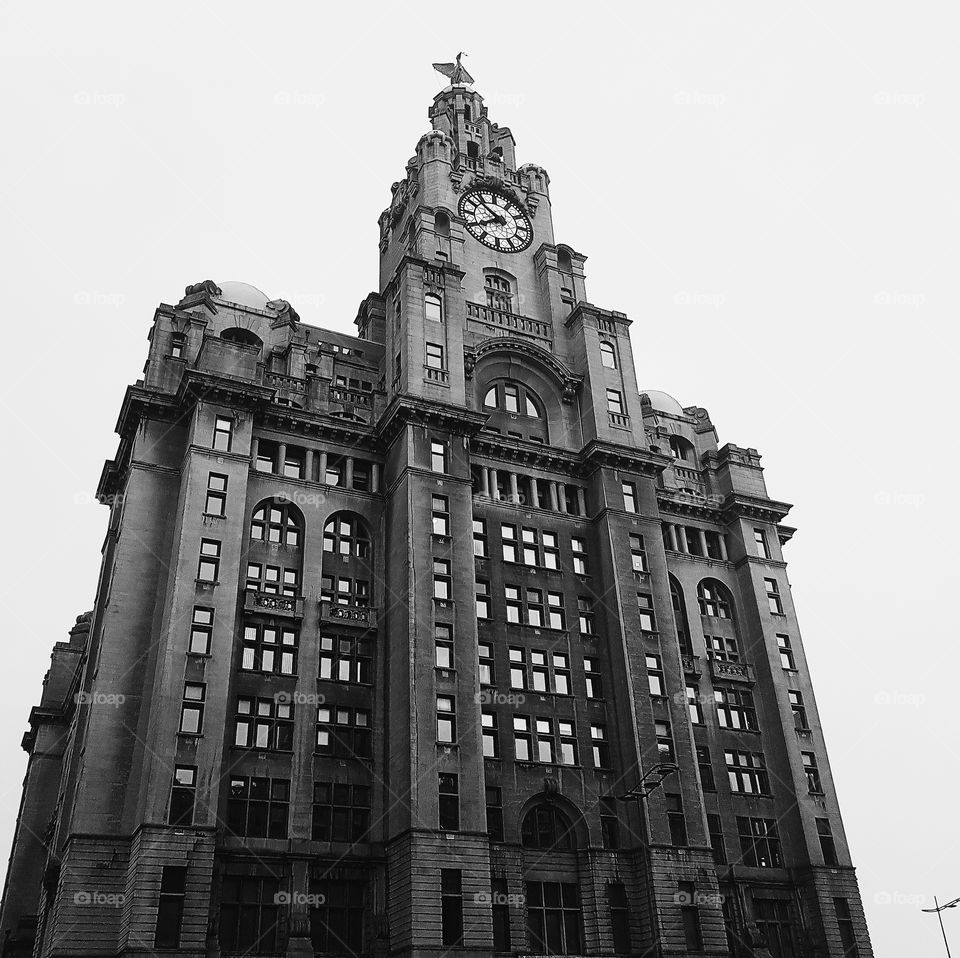 Liver building