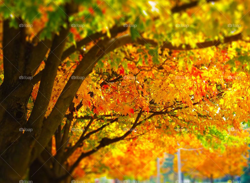 Trees With Colorful Autumn, Fall Leaves. I took this photo in Kansas City and added vibrancy and a tilt shift effect.