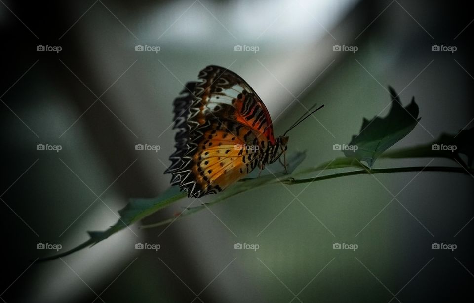 Butterfly Expo  - Antipa Museum/Bucharest