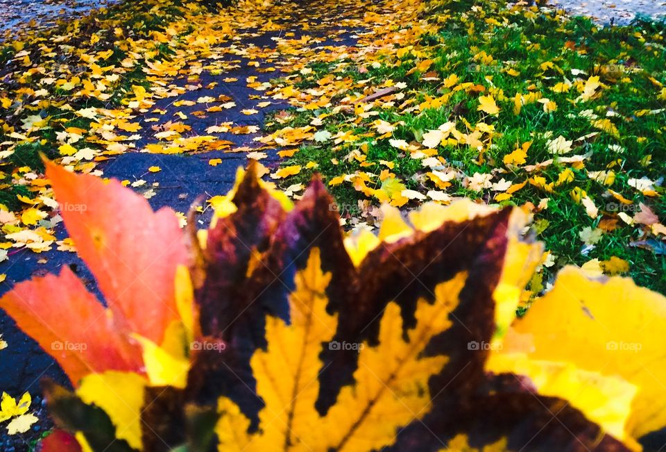 Fallen autumn leaves