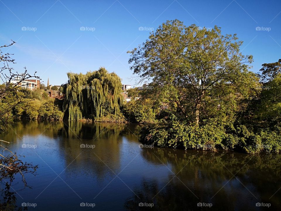 A Weeping Willow Tree by the Water