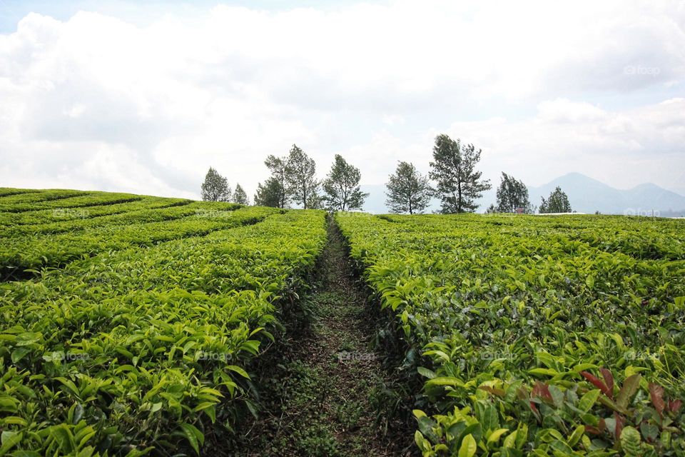 tea plantation