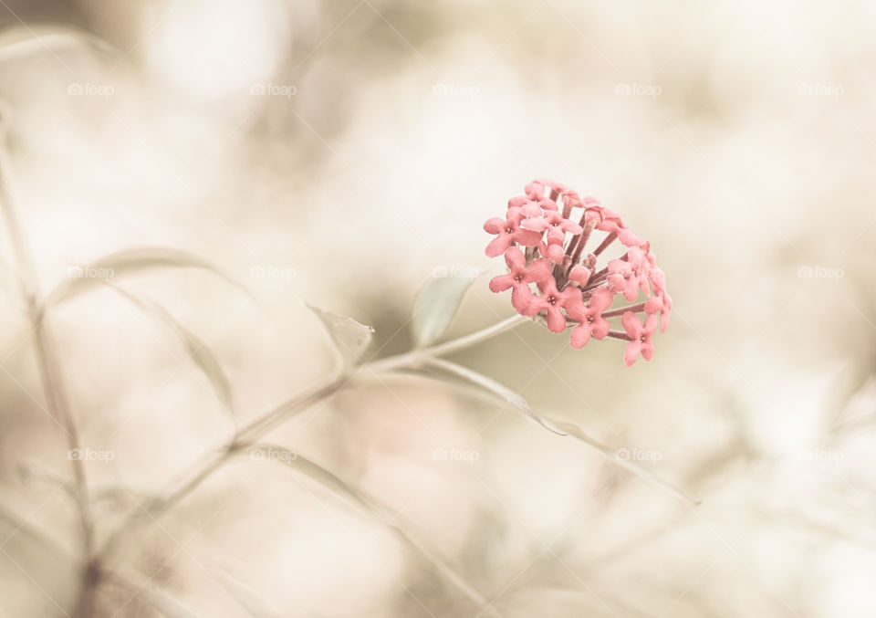 flower and blurred background,vintage tone