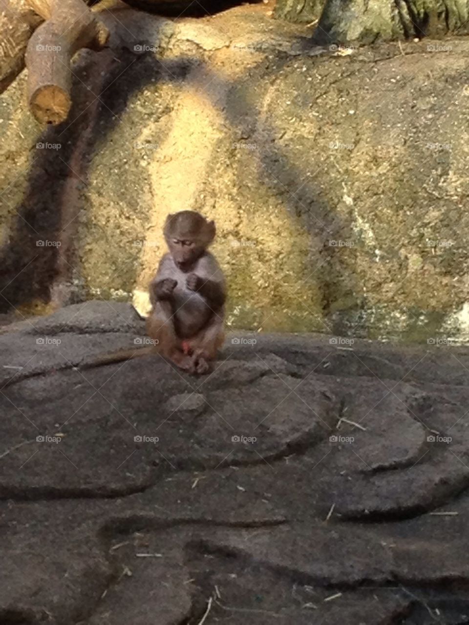Monkey baby