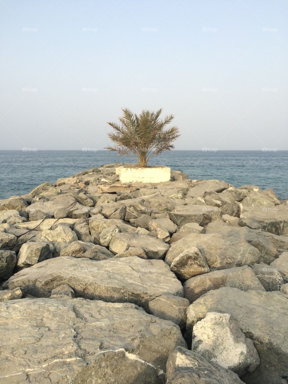 Tree on pier of rock