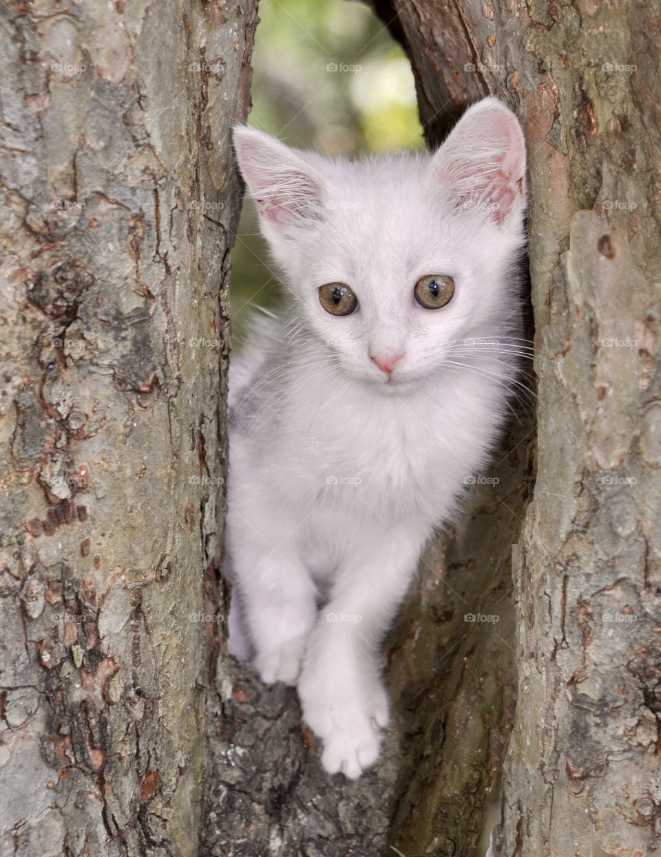 Kitten in a tree