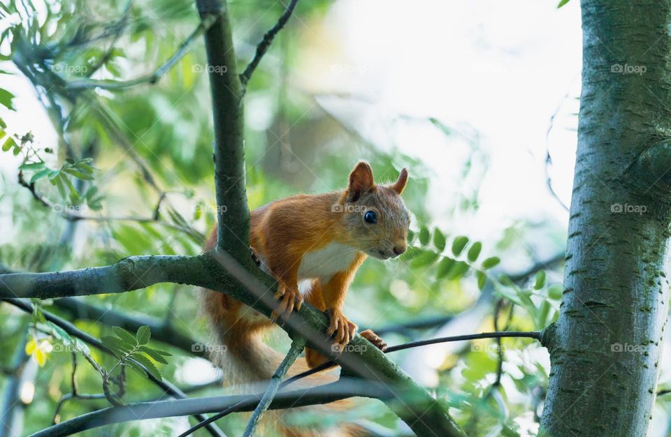 As squirrel on a tree 