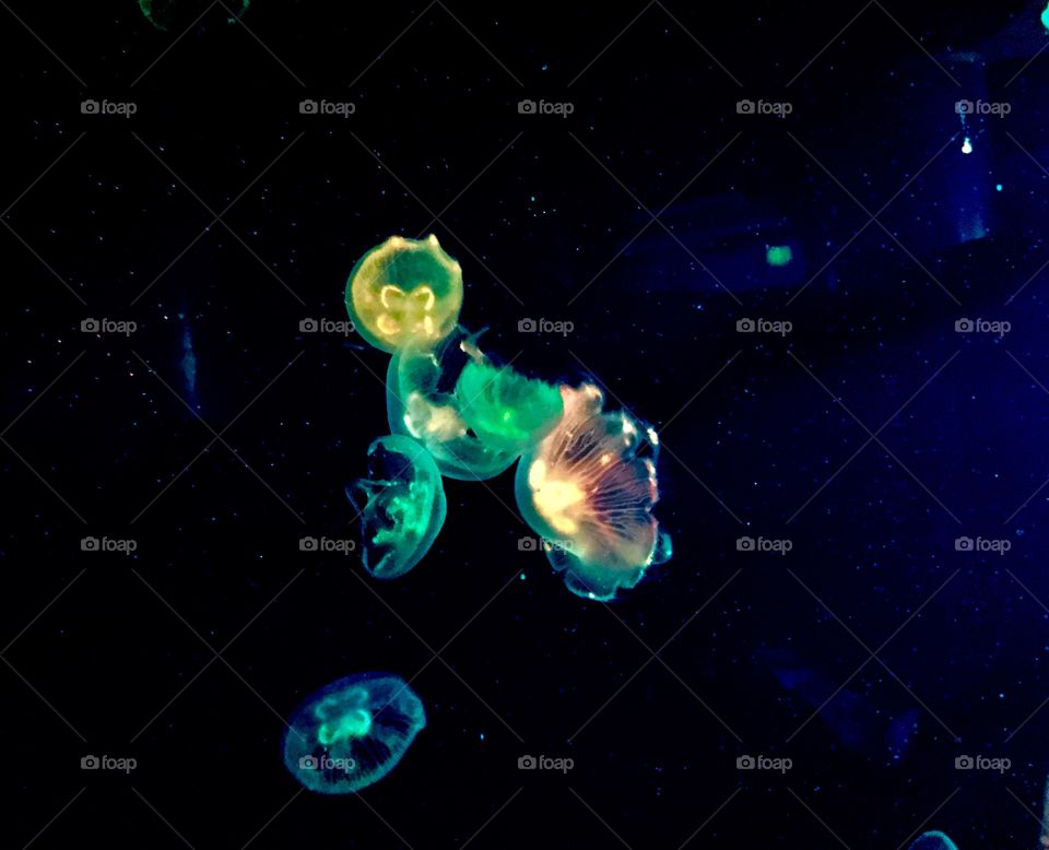 Glowing jellyfish 