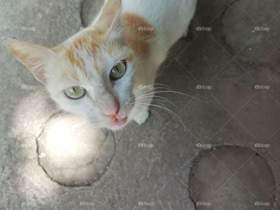 The friend I met at the resort 🐈... a cuteee