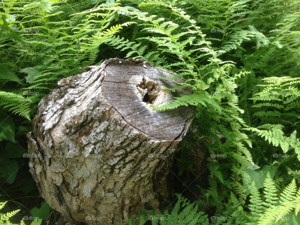 Tree stump